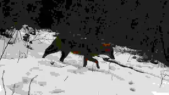 Vahşi yaşam fotokapana yansıdı