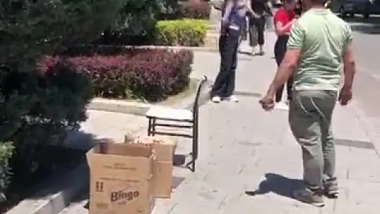 Valilik binası çevresinde süs ağacına kümelenen arılar tedirgin etti