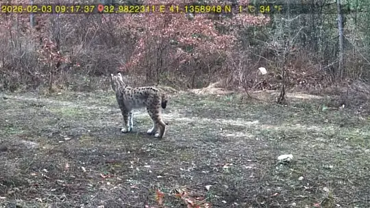 Vaşak ve karaca yavrusu fotokapanla görüntülendi