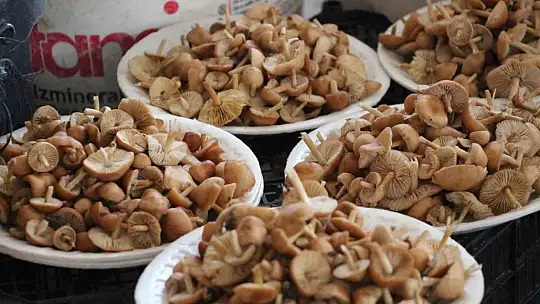 Vatandaş ormandan kova kova topladı, pazarda kilosunu 400 liraya sattı