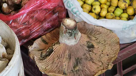 Vatandaş ormandan kova kova topladı, pazarda kilosunu 400 liraya sattı