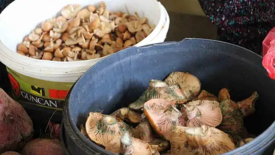 Vatandaş ormandan kova kova topladı, pazarda kilosunu 400 liraya sattı