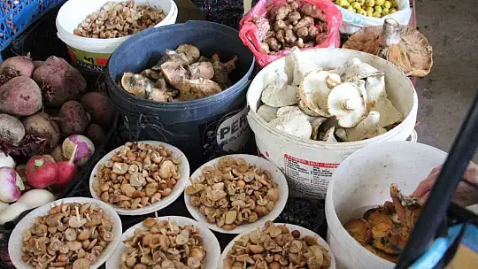 Vatandaş ormandan kova kova topladı, pazarda kilosunu 400 liraya sattı