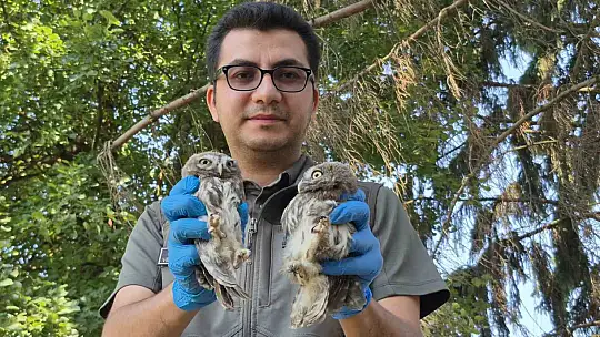 Vatandaşların bulduğu yavru kukumavlar uçmaya hazır