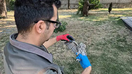 Vatandaşların bulduğu yavru kukumavlar uçmaya hazır