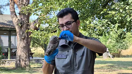 Vatandaşların bulduğu yavru kukumavlar uçmaya hazır