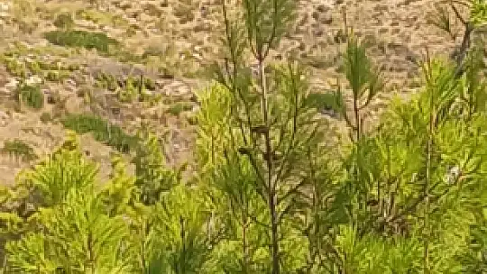 Alevlere teslim olmuştu, Gülzeyalı'dan güzel haberler var