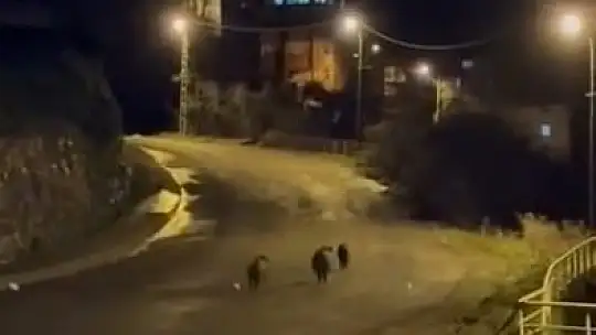 Yaban domuzları yerleşim alanında yiyecek aradı