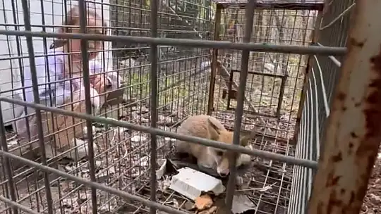 Yakalanan tilkiyi gören küçük kızın sözleri yürekleri ısıttı