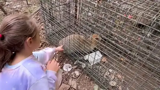 Yakalanan tilkiyi gören küçük kızın sözleri yürekleri ısıttı