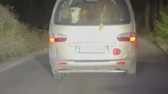 Yangında mahsur kalan hayvanları tahliye ettiler