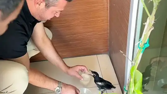 Yangından yaralı kurtarılan saksağana belediye başkanı makamında bakıyor