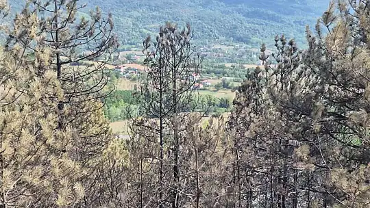 Yangının yol açtığı tahribat görüntülendi