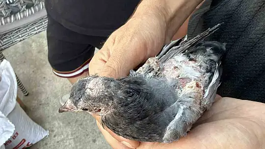 Yaralı kuşa esnaf şefkati