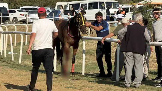 Atlar kafa kafaya çarpıştı