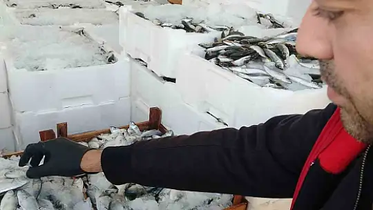 Yasal boy sınırlarının altında avlanılan lüfer ve istavritlere el konuldu