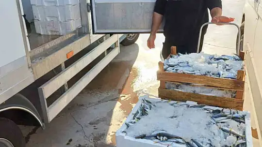 Yasal boy sınırlarının altında avlanılan lüfer ve istavritlere el konuldu