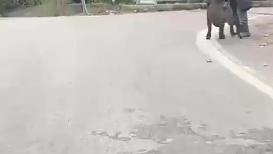 Yaşlı adam, üzerine koşan domuzdan son anda kurtuldu