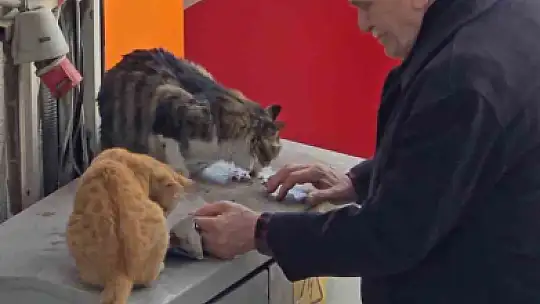 Yaşlı adamın sokak kedilerine şefkati yürekleri ısıttı
