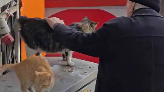 Yaşlı adamın sokak kedilerine şefkati yürekleri ısıttı
