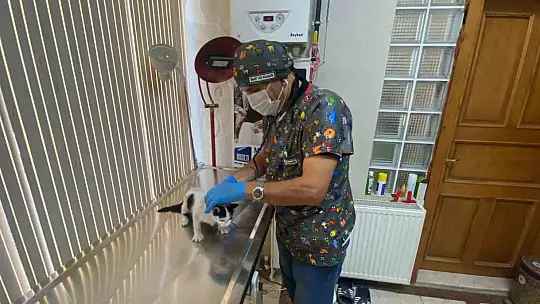 Yavru kedi ölümden döndü: Veteriner hekimden önemli uyarı