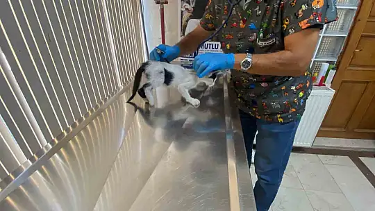Yavru kedi ölümden döndü: Veteriner hekimden önemli uyarı
