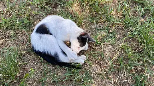 Yavru kedi ölümden döndü: Veteriner hekimden önemli uyarı