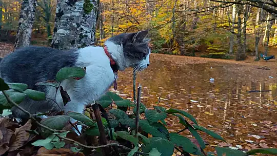 Yedigöller Milli Parkı ziyaretçi akınına uğradı