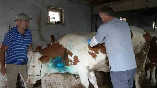 Yemek borusuna armut kaçan gebe inek, ameliyatla kurtarıldı