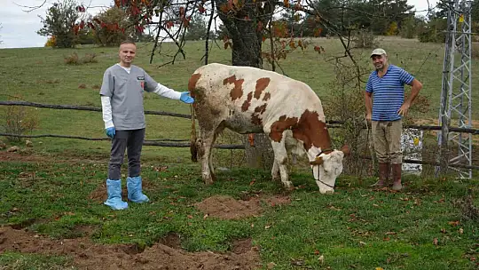 Yemek borusuna armut kaçan gebe inek, ameliyatla kurtarıldı