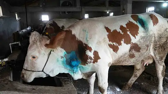 Yemek borusuna armut kaçan gebe inek, ameliyatla kurtarıldı