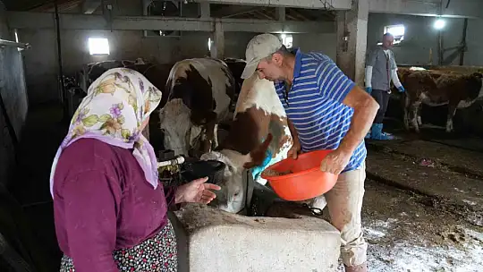 Yemek borusuna armut kaçan gebe inek, ameliyatla kurtarıldı