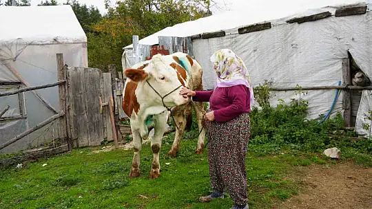 Yemek borusuna armut kaçan gebe inek, ameliyatla kurtarıldı