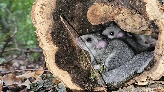 Yenice Ormanlarında 'Yediuyur' yavruları görüldü