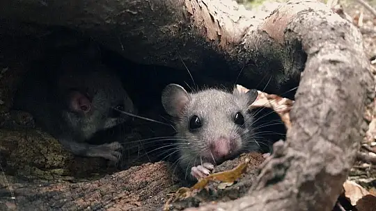 Yenice Ormanlarında 'Yediuyur' yavruları görüldü
