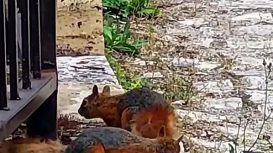 Yiyecek arayan ayı ile sincaplar kameralara yansıdı