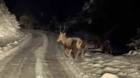 Yiyecek arayan yaban hayvanları karlı yollara indi