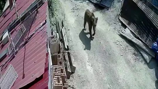 Yiyecek bulamayan ayılar mahalle ve köylere inmeye başladı