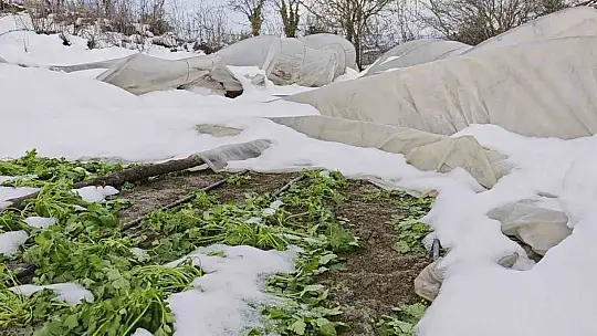 Yoğun kar çok sayıda serayı yıktı