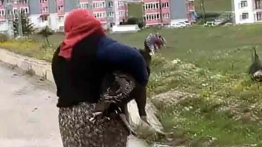 Yol ortasındaki hindi kavgası trafiği durdurdu