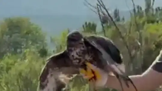 Yüksek gerilim hattına çarpıp felç geçiren kızıl şahin doğayla buluştu