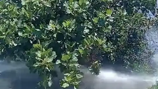 Yüksek gerilim hattına konan karga yangın çıkardı