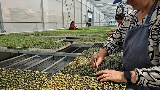 Yüksek teknolojiyle topraksız tarım, sıfır atık ve kadın istihdamıyla örnek model oldu