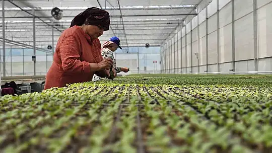 Yüksek teknolojiyle topraksız tarım, sıfır atık ve kadın istihdamıyla örnek model oldu