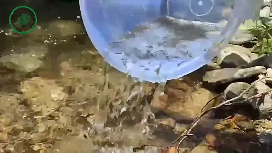 Yüzlerce alabalık derelere salındı