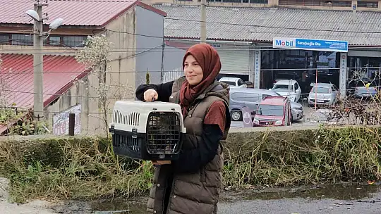 Zonguldak'ta 'öldü' sanılan kedi, bacağında mermiyle geri döndü