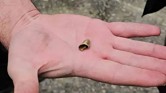 Zonguldak'ta 'öldü' sanılan kedi, bacağında mermiyle geri döndü