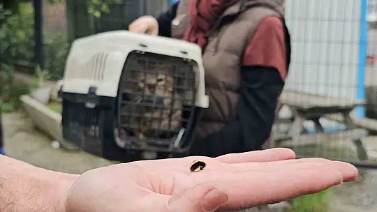 Zonguldak'ta 'öldü' sanılan kedi, bacağında mermiyle geri döndü