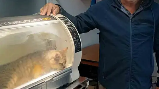 Zonguldak'ta 'öldü' sanılan kedi, bacağında mermiyle geri döndü