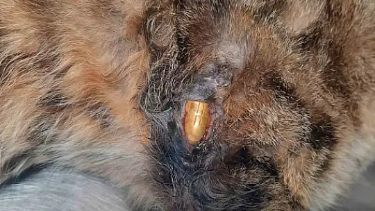 Zonguldak'ta 'öldü' sanılan kedi, bacağında mermiyle geri döndü